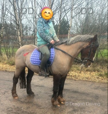 Ginger, 12.2hh Riding Gelding  