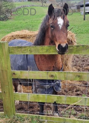 Welsh Section D Filly