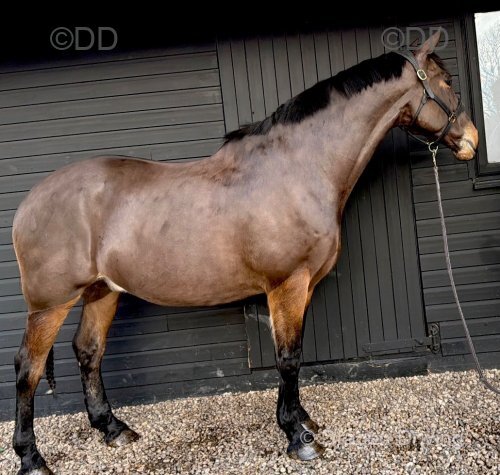Trooper, 16.2hh Riding Gelding 