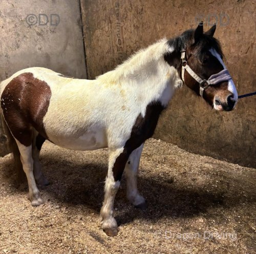 Apache, 12.2hh Mare in Foal