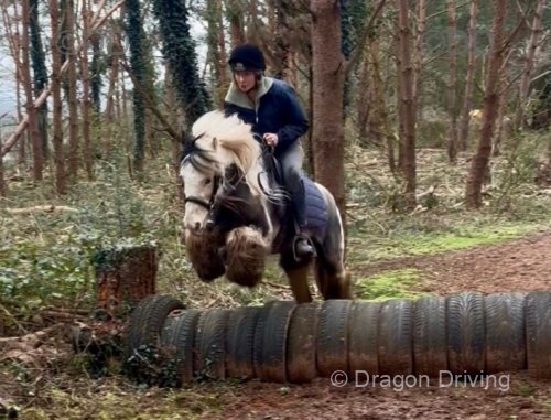 Dolly, 13.3hh Riding Mare with Tack