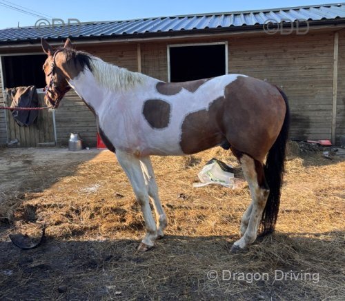15.2hh Ride & Drive Gelding