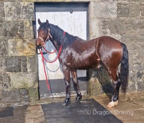 Lexi, 2 Year Old Filly