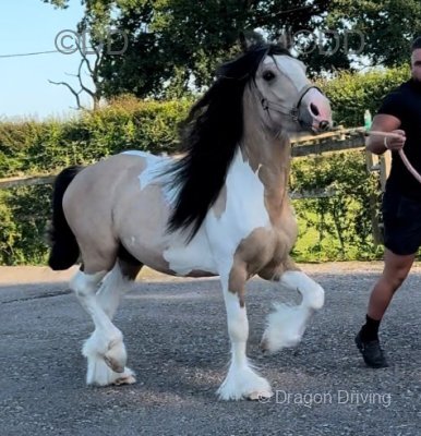 Boy, 13.3hh Stallion