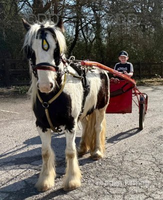 Pretty Ricky, 12hh Driving Gelding 