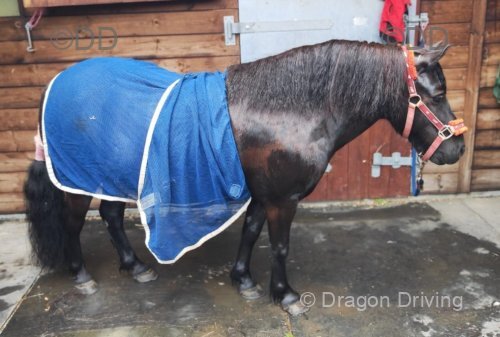Shetland Gelding 