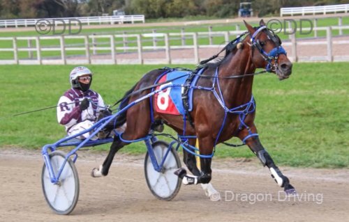 Merrington Movinup, 15.3hh Standardbred Stallion at Stud