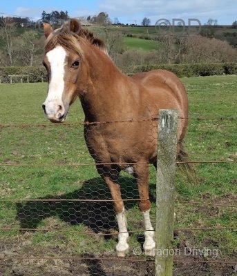 12.2hh Welsh Section B Broodmare