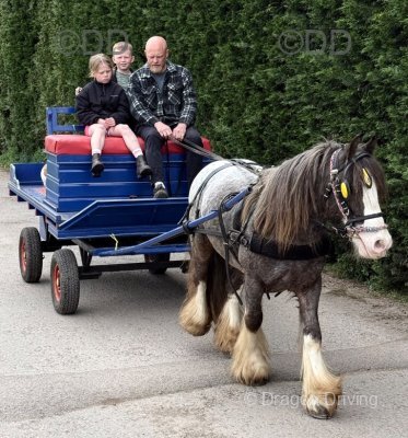 Spot, 12.2hh Driving Gelding 