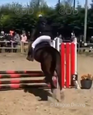 Bracklin Harley, 13.1hh Riding Gelding 