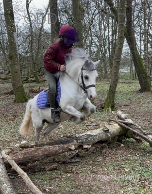 Bumble, 12hh Welsh Section A Riding Gelding 