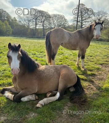 3 Year Old Welsh Section A Fillies