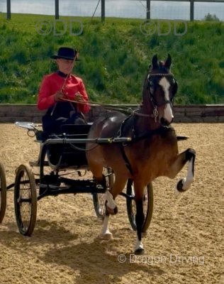 Topsine Bing, 13hh Hackney Driving Mare