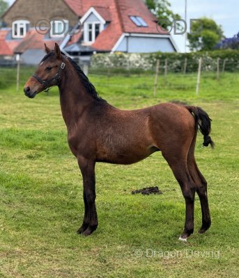 Yearling Hackney Colt