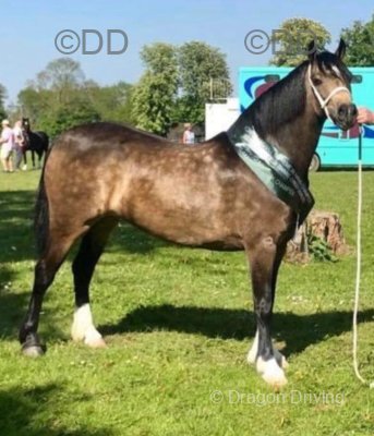 Dycott Fancy-Fancy, 13.1hh Welsh Section C Riding Mare