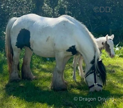 14hh Mare with Filly Foal at Foot