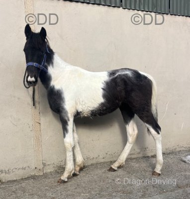 Yearling Standardbred Colt
