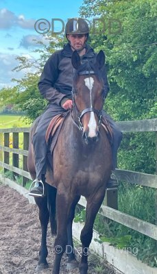 George, 16.2hh Thoroughbred Riding Gelding 
