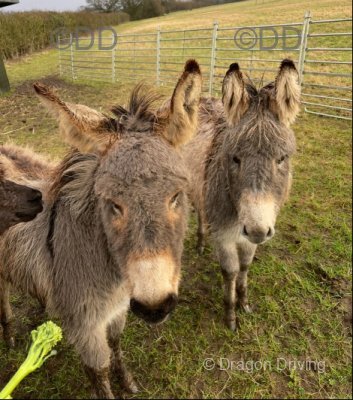 Jude & Jody, Donkeys