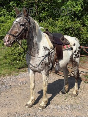 Inka, 15.2hh Riding Mare