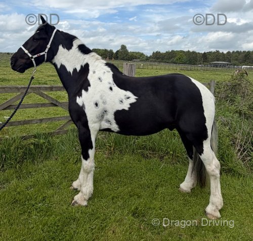 16hh Ride and Drive Gelding