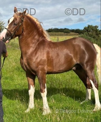 Budore Samson, 14.1hh Welsh Section D Stallion