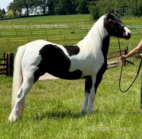 Login Cover Girl, WPB Filly 