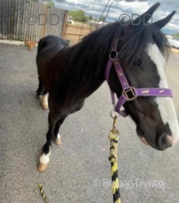 Driving Filly with Cart & Harness 