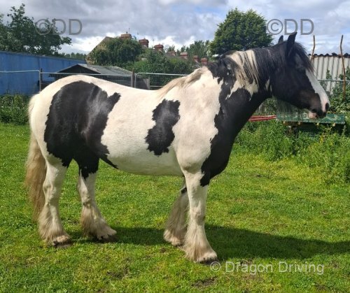 Katie, 14.3hh Ride and Drive Mare