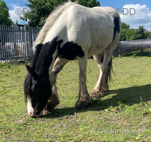 13.3hh Riding Mare