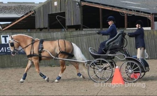 Wolontair, 15.1hh Haflinger Ride & Drive Stallion