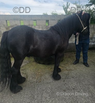14hh Dales Ride and Drive Gelding 