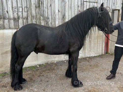 14.1hh Dales Gelding 