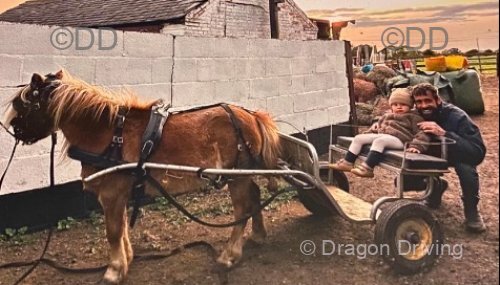 Shetland Ride and Drive Mare