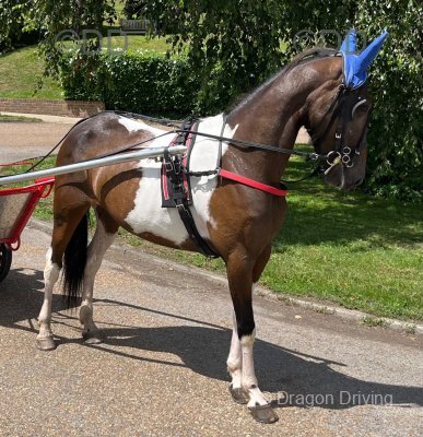 Red Velvet, 14hh Driving Mare