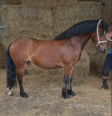 Welsh Section C Gelding 