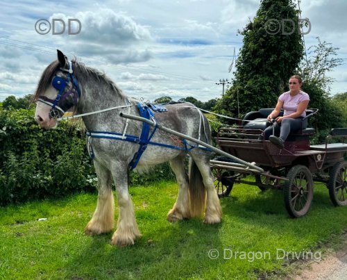 15.1hh Driving Gelding