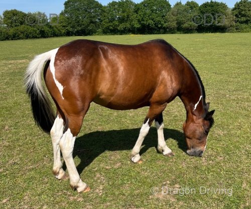 13.2hh Mare 