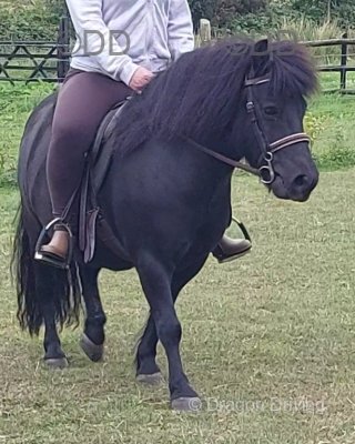 10.2hh Shetland Riding Gelding
