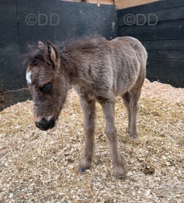 Filly Foal