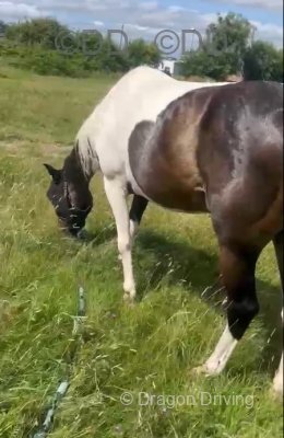 15.1hh Ride and Drive Gelding