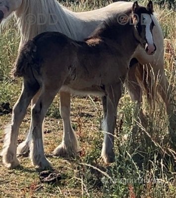 Colt Foal