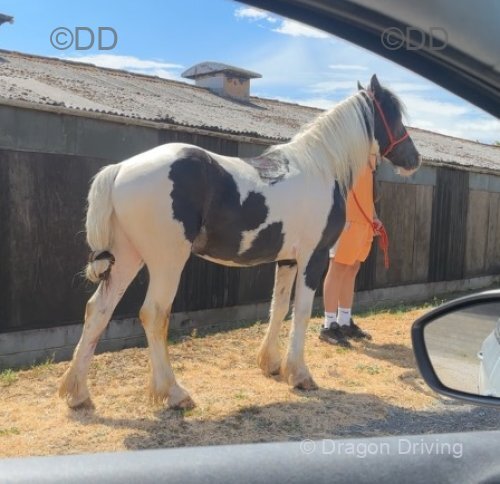 Captain, Ride and Drive Gelding 