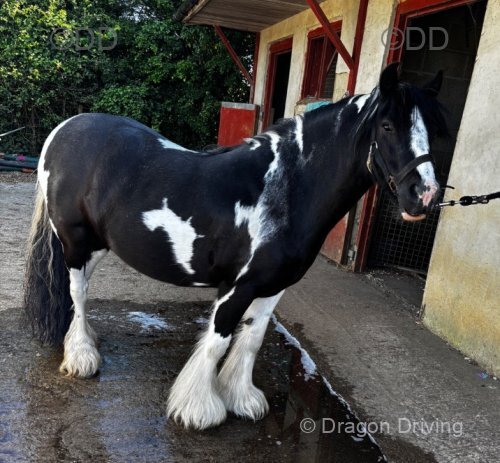 12.2hh Riding Mare
