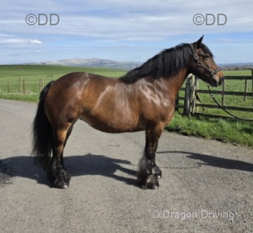 14.2hh Riding Mare