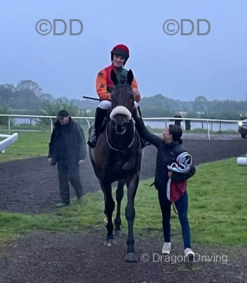 Amenon, 16.2hh Thoroughbred Riding Gelding
