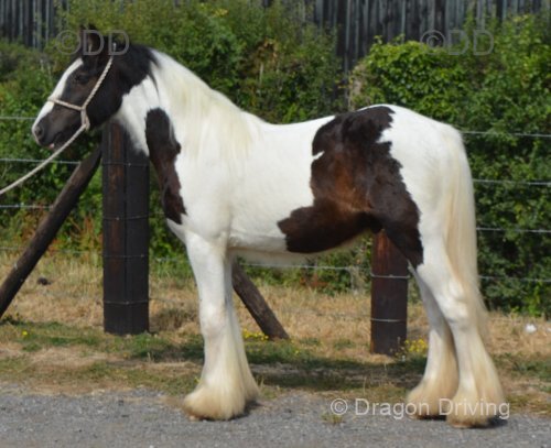SD Caleb, Yearling Gelding