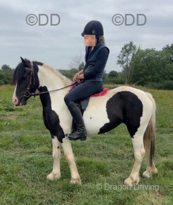 Glanvyrnwy Dream Believer, 14.1hh WPB Ride & Drive Mare