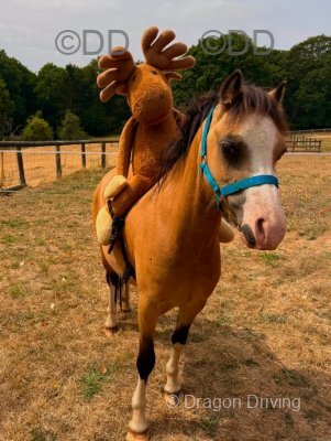 3 Year Old Welsh Section A Mare
