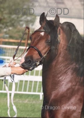 13hh Welsh Section C Stallion